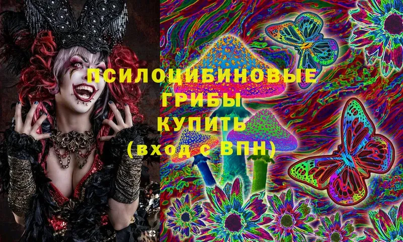 Псилоцибиновые грибы Cubensis  Спасск-Рязанский 